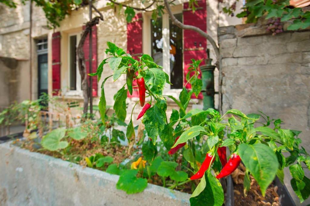 Mini Maison Studio Ancienne Renovee +Parking Avignon Ngoại thất bức ảnh